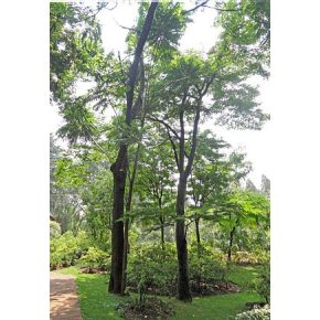   Toona sinensis – Kínai túnafa, Kínai cédrus - 5db mag/csomag