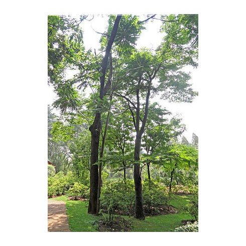 Toona sinensis – Kínai túnafa, Kínai cédrus - 5db mag/csomag