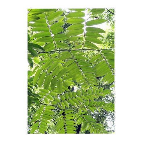 Toona sinensis – Kínai túnafa, Kínai cédrus - 5db mag/csomag