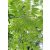 Toona sinensis – Kínai túnafa, Kínai cédrus - 5db mag/csomag