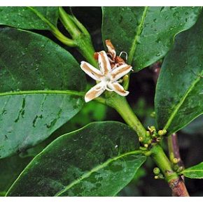 Coffea canephora - Kávécserje - 5db mag/csomag