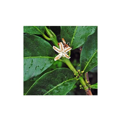 Coffea canephora - Kávécserje - 5db mag/csomag