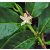 Coffea canephora - Kávécserje - 5db mag/csomag