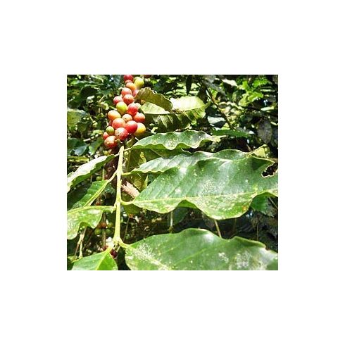 Coffea canephora - Kávécserje - 5db mag/csomag