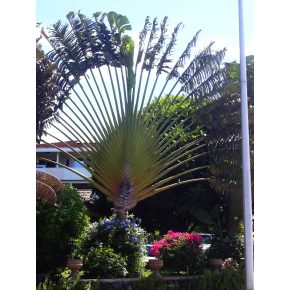   Ravenala madagascariensis - Utazók pálmája - 5db mag/csomag
