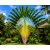 Kifejlett Ravenala madagascariensis trópusi kertben