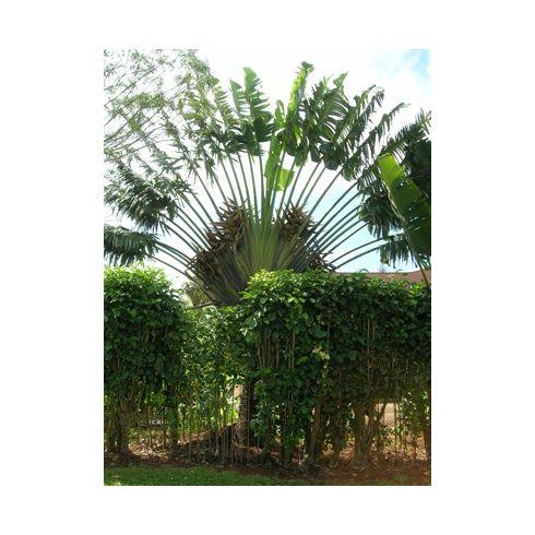 Ravenala madagascariensis - Utazók pálmája - 5db mag/csomag