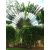 Ravenala madagascariensis - Utazók pálmája - 5db mag/csomag