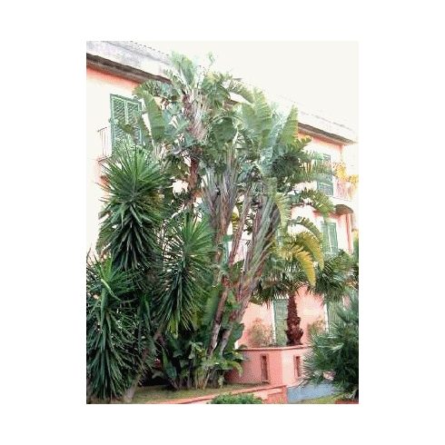 Ravenala madagascariensis - Utazók pálmája - 5db mag/csomag