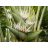 Ravenala madagascariensis utazók pálmája fehér virágzata zöld murvalevelek között
