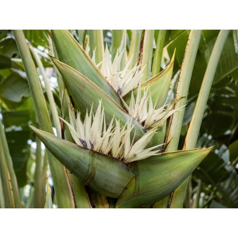 Ravenala madagascariensis - Utazók pálmája - 5db mag/csomag