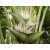 Ravenala madagascariensis utazók pálmája fehér virágzata zöld murvalevelek között