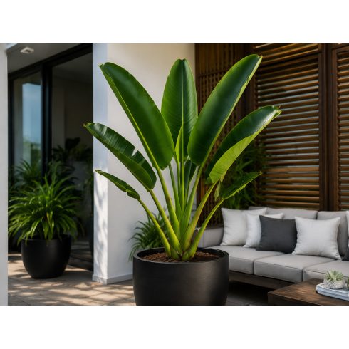 Ravenala madagascariensis - Utazók pálmája - 5db mag/csomag
