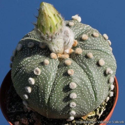 Astrophytum asterias - Dinnyealakú csillagkaktusz, Tengerisün-kaktusz - 5db mag/csomag