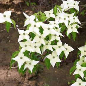 Cornus kousa - Csillagsom, Kósa-som - 5db mag/csomag