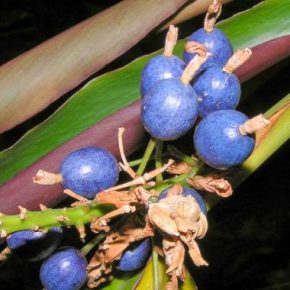 Alpinia caerulea - Ausztrál gyömbér - 5db mag/csomag