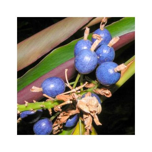 Alpinia caerulea - Ausztrál gyömbér - 5db mag/csomag