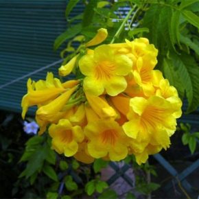 Tecoma stans - Sárga trombitacserje - 5db mag/csomag