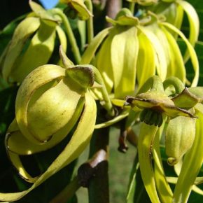 Cananga odorata - Ylang-ylang- 2db mag/csomag