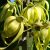 Cananga odorata - Ylang-ylang- 2db mag/csomag
