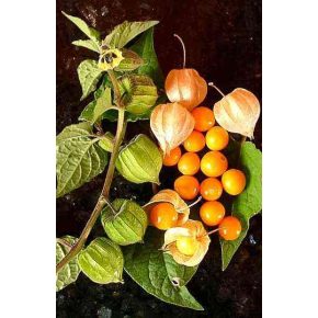   Physalis peruviana - Perui földicseresznye, Ehető zsidócseresznye - 5db mag/csomag