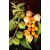 Physalis peruviana - Perui földicseresznye, Ehető zsidócseresznye - 5db mag/csomag