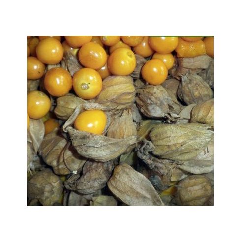 Physalis peruviana - Perui földicseresznye, Ehető zsidócseresznye - 5db mag/csomag