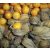 Physalis peruviana - Perui földicseresznye, Ehető zsidócseresznye - 5db mag/csomag