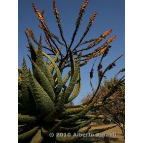 Aloe marlothii - Hegyi aloe - 5db mag/csomag