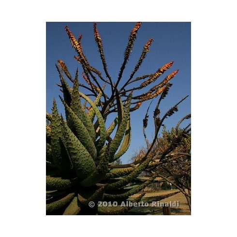 Aloe marlothii - Hegyi aloe - 5db mag/csomag