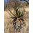 Aloe marlothii - Hegyi aloe - 5db mag/csomag