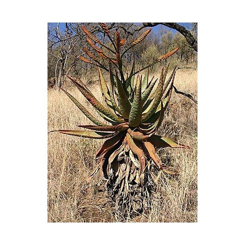 Aloe marlothii - Hegyi aloe - 5db mag/csomag