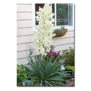 Yucca filamentosa - Kerti jukka - 5db mag/csomag