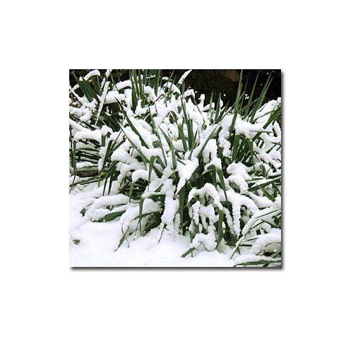 Yucca filamentosa - Kerti jukka - 5db mag/csomag