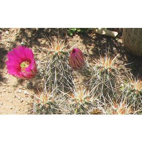   Echinocereus engelmannii - Szamóca töviskaktusz - 5db mag/csomag