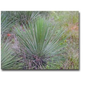 Yucca constricta - 5db mag/csomag