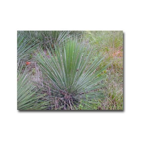 Yucca constricta - 5db mag/csomag