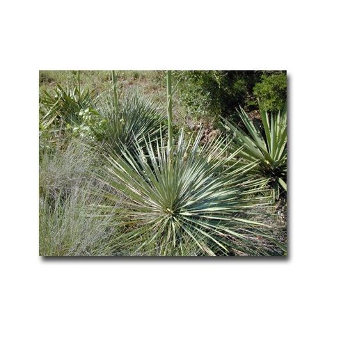 Yucca constricta - 5db mag/csomag