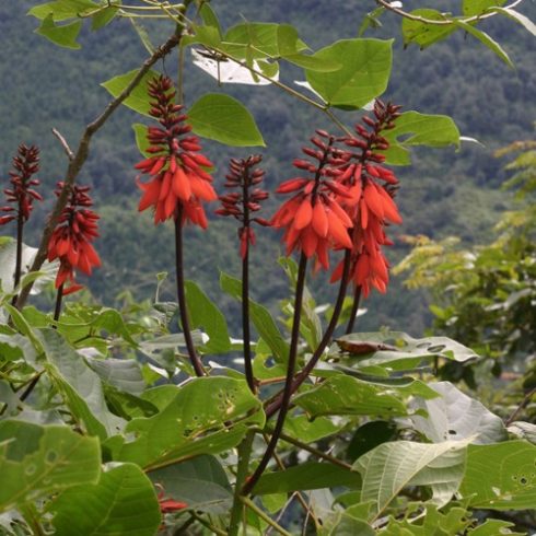 Erythrina arborescens - Korallfa - 5db mag/csomag 