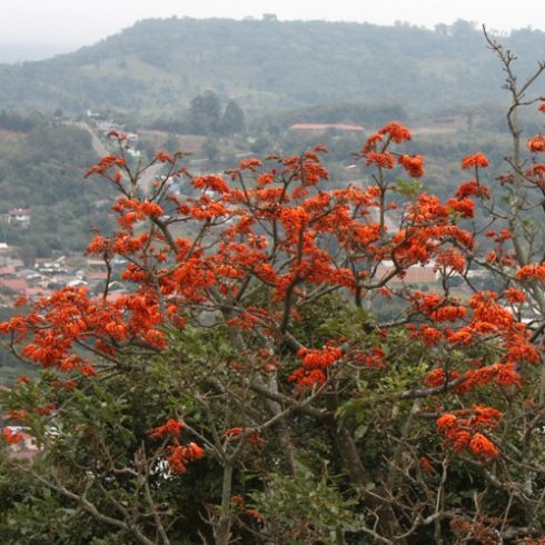 Erythrina arborescens - Korallfa - 5db mag/csomag 