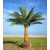 Phoenix sylvestris 'Robusta'-  Robust Silver Date Palm - 5pcs seeds/packet - goldenpalm.hu