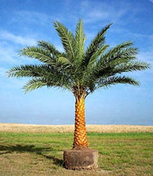 Phoenix sylvestris 'Robusta'- Robust Silver Date Palm - 5pcs seeds ...