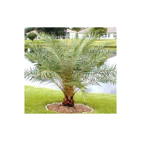 Phoenix sylvestris Robusta -  Robosztus ezüst datolyapálma - 5db mag/csomag 