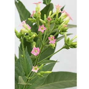   Nicotiana tabacum - Közönséges/ Virginiai dohány - 20db mag/csomag