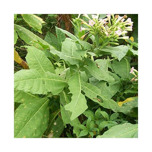 Nicotiana tabacum - Közönséges/ Virginiai dohány - 20db mag/csomag