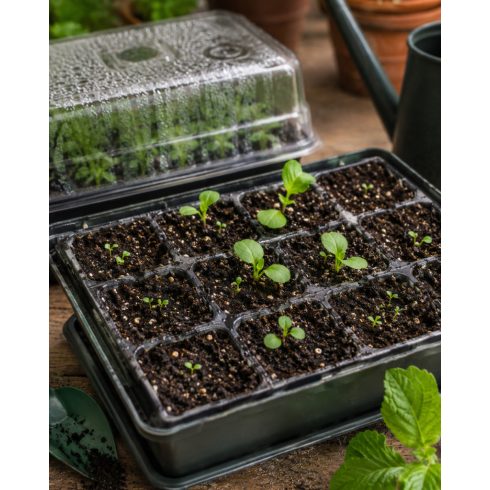 Nicotiana tabacum magról nevelt palánták vetőtálcában, csíráztatás mini üvegházban