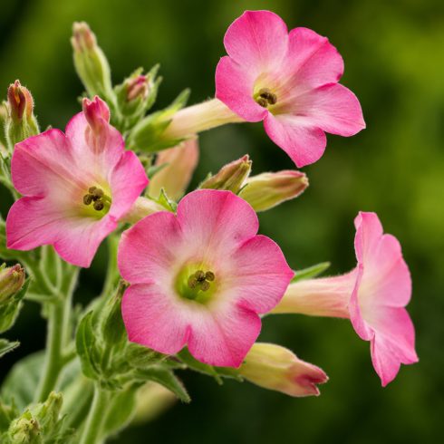Nicotiana tabacum rózsaszín csöves virágainak közeli makrófotója bimbókkal