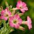 Nicotiana tabacum rózsaszín csöves virágainak közeli makrófotója bimbókkal