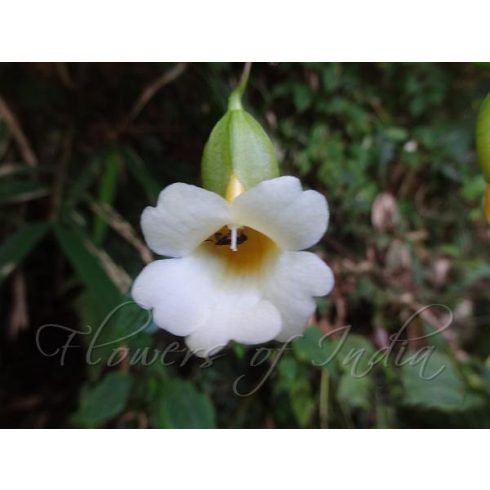 Thunbergia lutea - 5db mag/csomag