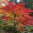 Kifejlett Acer palmatum japán juhar kertbe ültetve